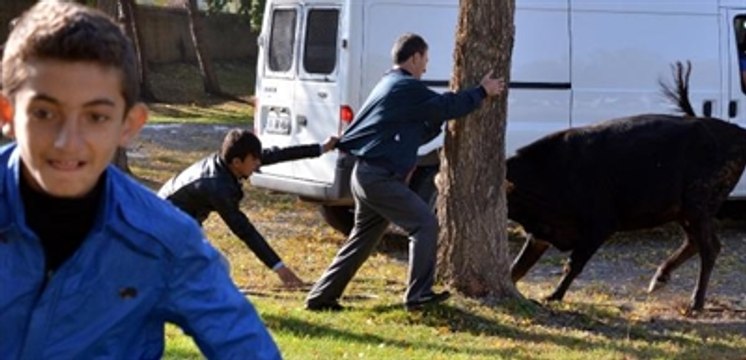 Kurbanlık Boğa Ortalığı Birbirine Kattı