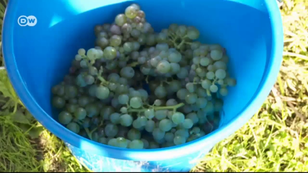 Germany's Northernmost Vineyard (05) | Euromaxx