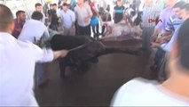Gaziantep'te Çocukların Gözü Önünde Kurban Kesimi