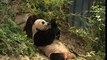 Kai Kai eating bamboo @ Singapore River Safari's Giant Panda Forest