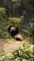 Kai Kai eating bamboo @ Singapore River Safari's Giant Panda Forest