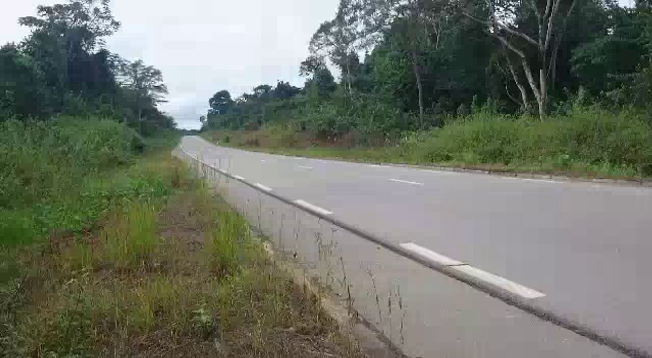 La flèche verte du Gabon