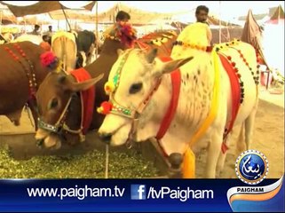 Eid-ul-Adha Ki Tiyari part02