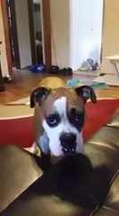 Un chien supplie sa maitresse pour monter sur le canapé