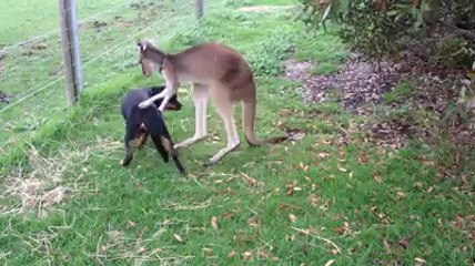 Un kangourou prend soin d'un chien d'une manière un peu ambigue