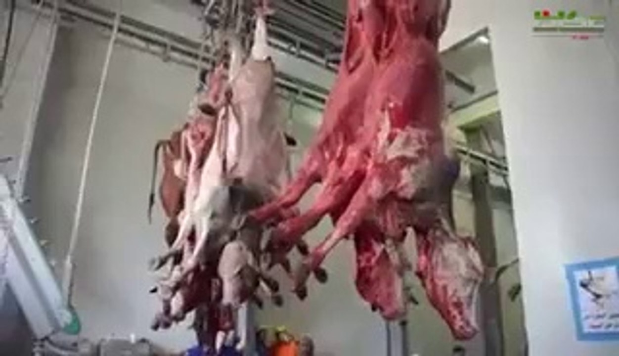 How is animal sacrifice in Saudi Arabia