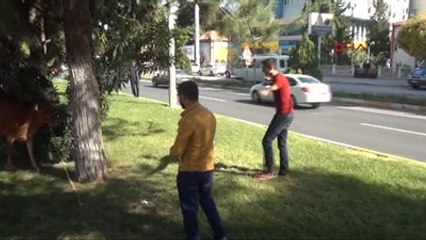 Adıyaman Sahibinin Elinden Kaçan İnek 4 Kişiyi Yaraladı