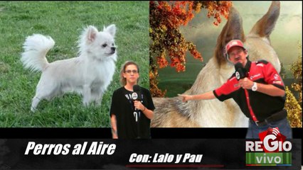 PERROS AL AIRE 27 DE SEP DEL 2014