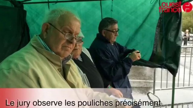 Fougères. Concours départemental de poulains et de pouliches d'un an
