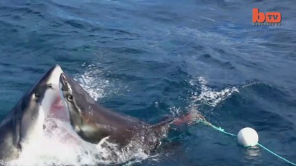 Le combat impressionnant entre deux requins blancs