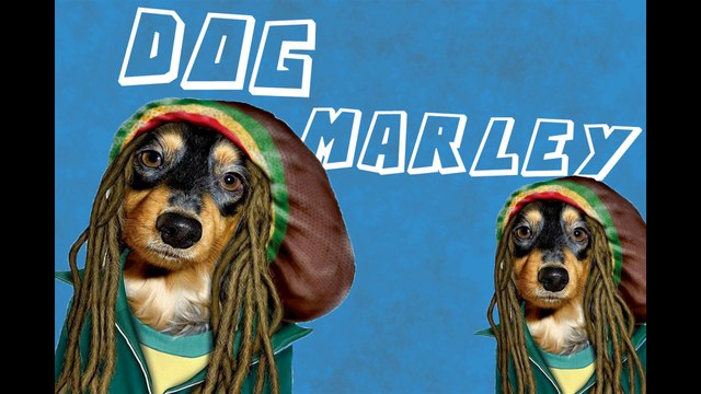 BROMA (MALA) DE VIDEO DE ANIMALES CANTANTES Y ACTORES FAMOSOS !!