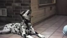 Le Chiens Qui Parle