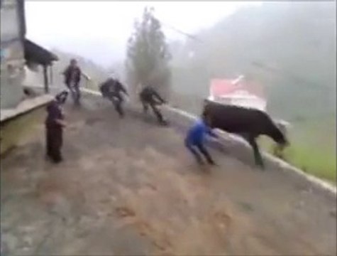 Rize'de Kurbanlık Tosun 3 Kişiyi Kaçırdı !