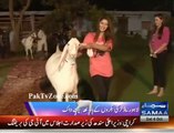 Qurbani animals fashion show in lahore