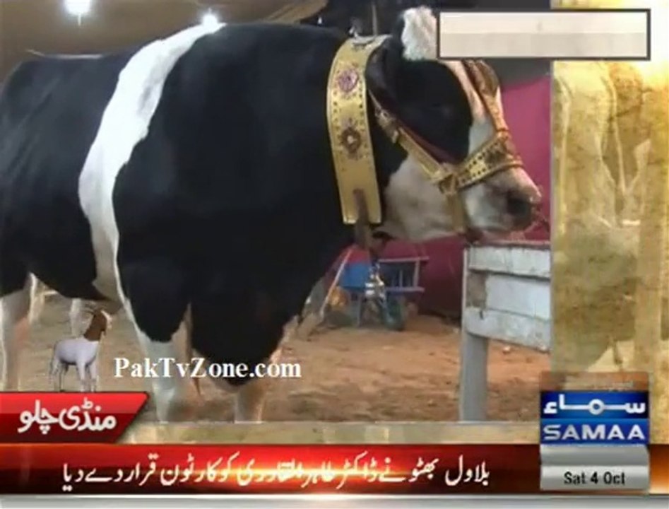 VIP qurbani animals