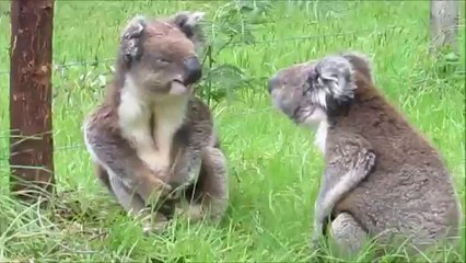 Koalas fighting