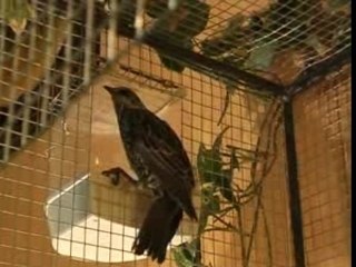 Peter Pan l'Étourneau