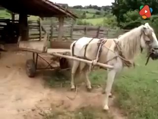 Tek Manevrayla Kendini Park Eden Akıllı At