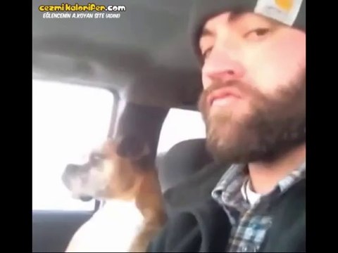 Ne Yapıyor Bu Amk'un Delisi Der Gibi Bakan Köpek