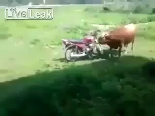 Funny Bull and Motor bike romantic scene