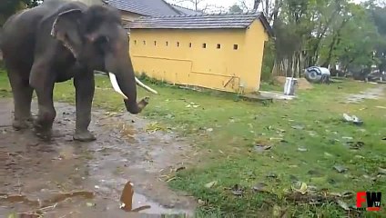 FAILS WORLD - Elephant attack tourist