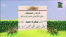 Information About Qurbani 08 (Urdu) - Madani Phool - Golden Words