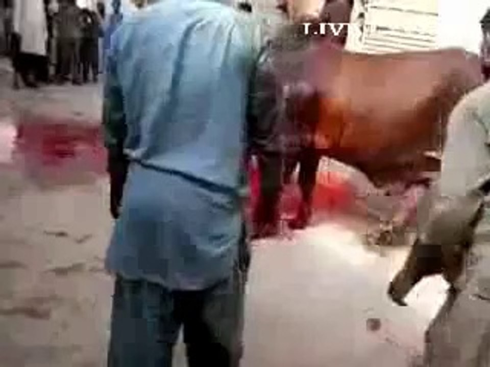 pagal qasai slaughter gone wrong_(new)