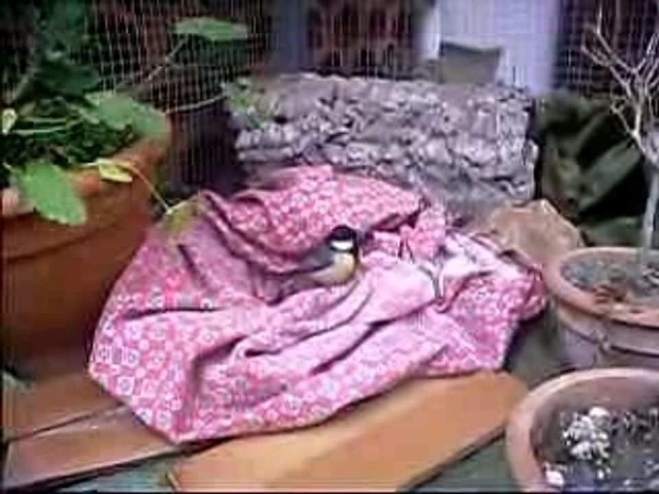 sauvetage de mésange