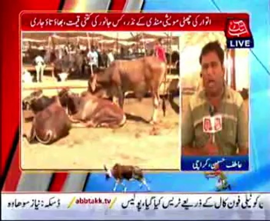 Expensive Animals for Eid-ul-Azha in Cattle Market