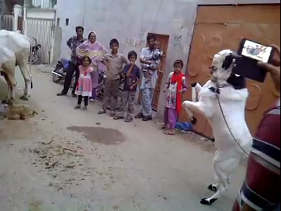 Karachi WWF BAKRA 2014