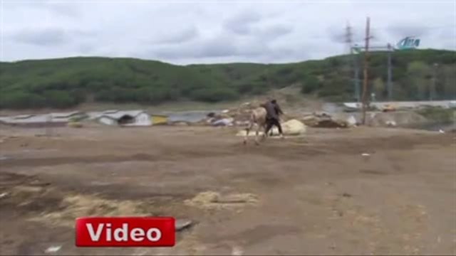 Kurbanlık Dana Ortalığı Birbirine Kattı