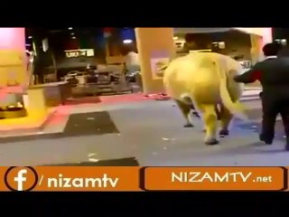 Qurbani 2014 Cow Nizam TV