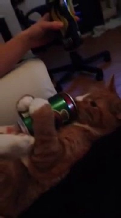 Un chat qui aime boire de la bierre