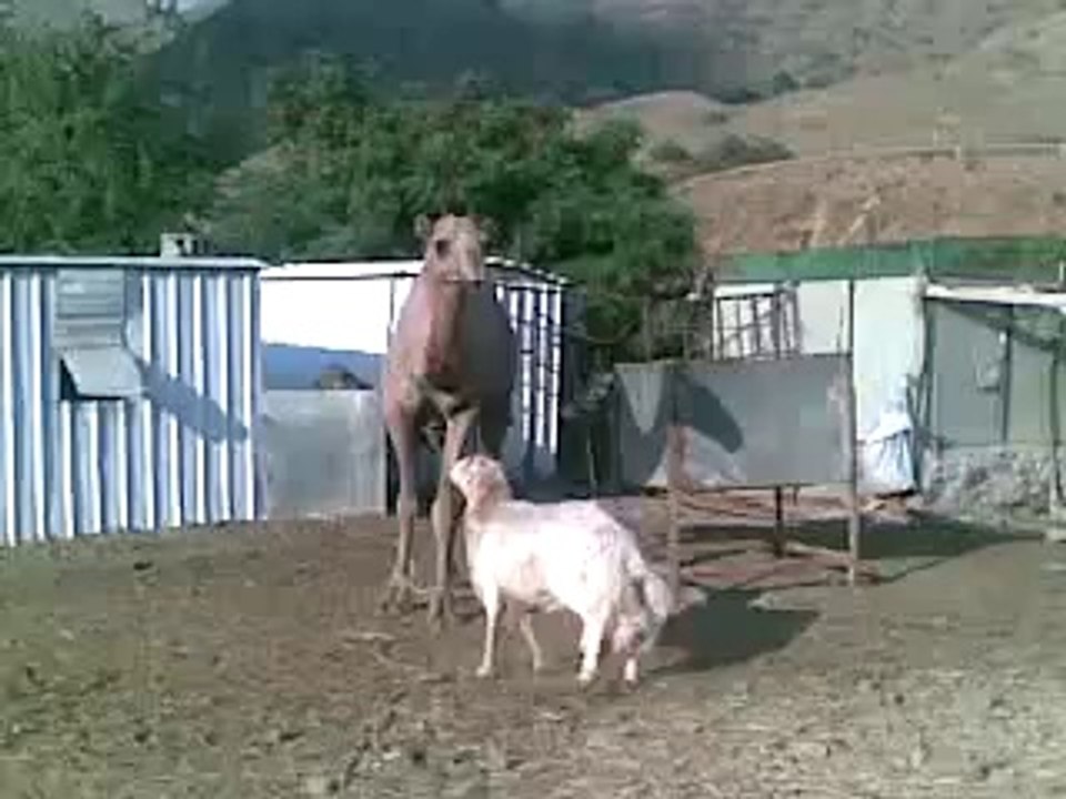 amazing camel & Sheep
