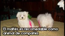 Bichón maltés