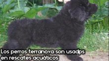 Terranova