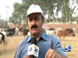 PAT Sacrificial Animals - Geo Reports - 05 Oct 2014