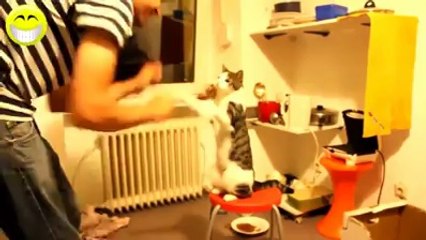 BEST OF : Chats en folie