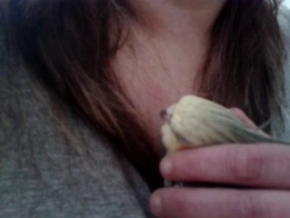Caly, calopsitte mâle type sauvage  2 ans et demi (les câlins)