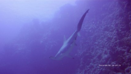 Requin marteau Egypte 2014
