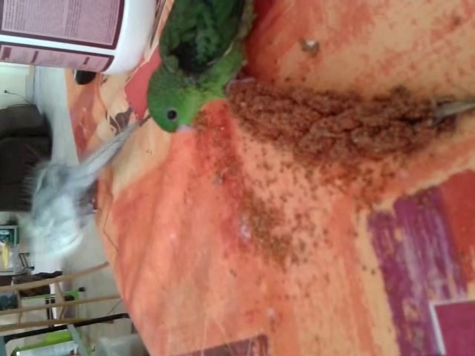 Calopsitte (eam) adulte et bébé perruchon Catherine (man)