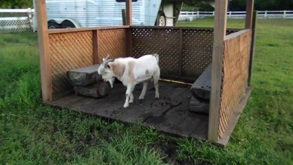 chèvre qui saute 10cm = ko