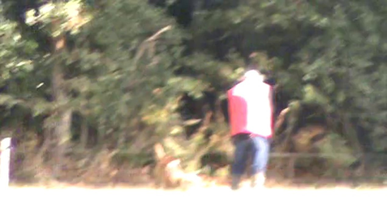 Piste au trait niveau 1 pistage Français- Hellboy du Domaine des Eclaireurs 23 mois. 05.10.2014