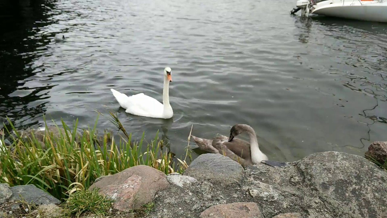 OnePlus One, тест камеры - Гуси-гуси