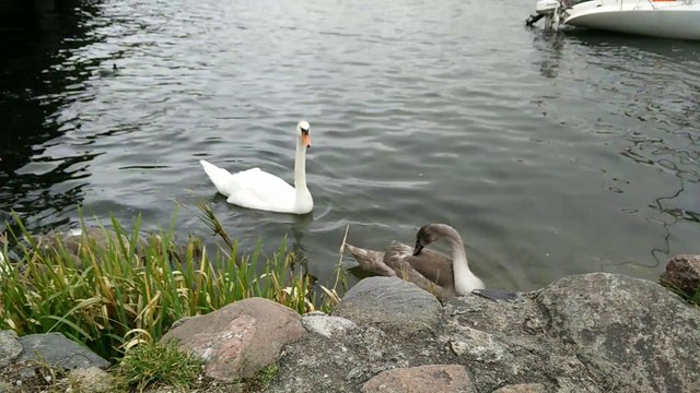 OnePlus One, тест камеры - Гуси-гуси