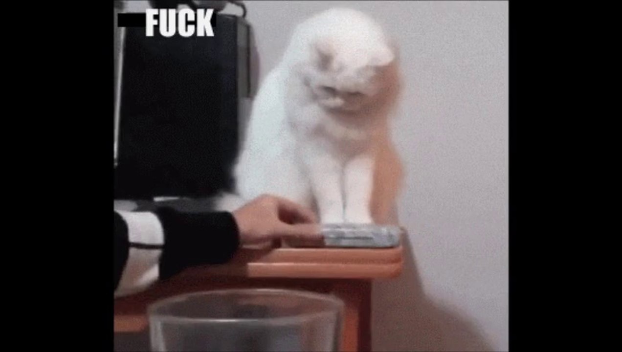Bad Kitten