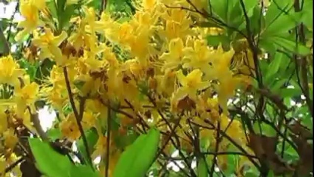 güngör yıldız.....MUZAFFER PERKER MEMLEKETİM2