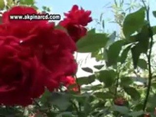 güngör yıldız...necmi degermenci aşkıkim icatetti