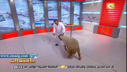 جابر القرموطي يظهر بخروف العيد في حلقة اليوم من برنامج "مانشيت"