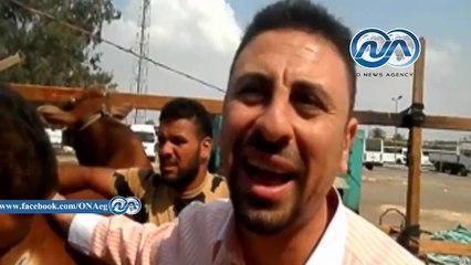 بالفيديو .. "العجل" بـ29 ج  والخرورف ب 33 ج.. الأقبال علي شراء العجول أكثر